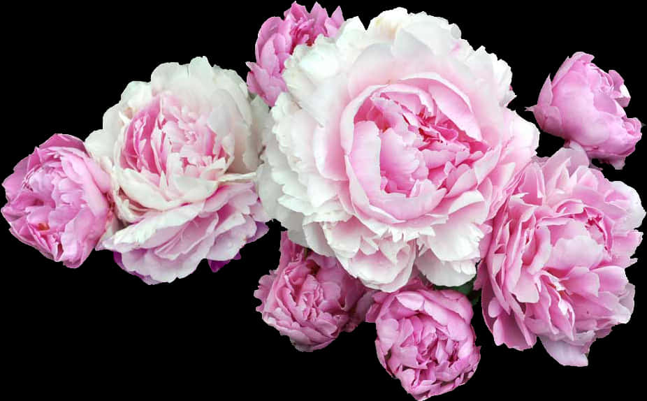 A Group Of Pink And White Flowers
