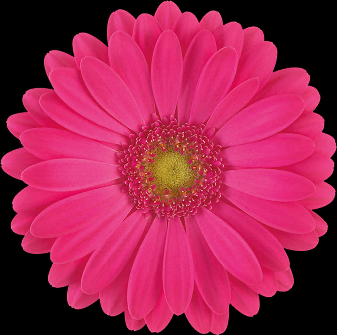 A Pink Flower With Yellow Center