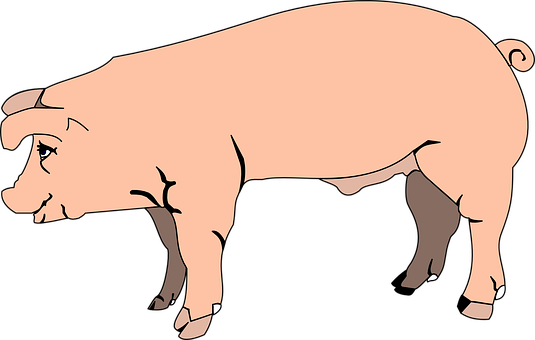 A Pig With A Black Background