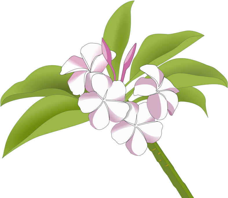 A White Flowers On A Green Stem