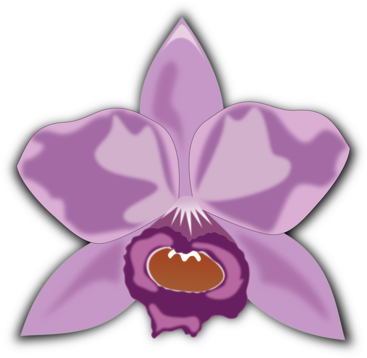 A Purple Flower With A Brown Center