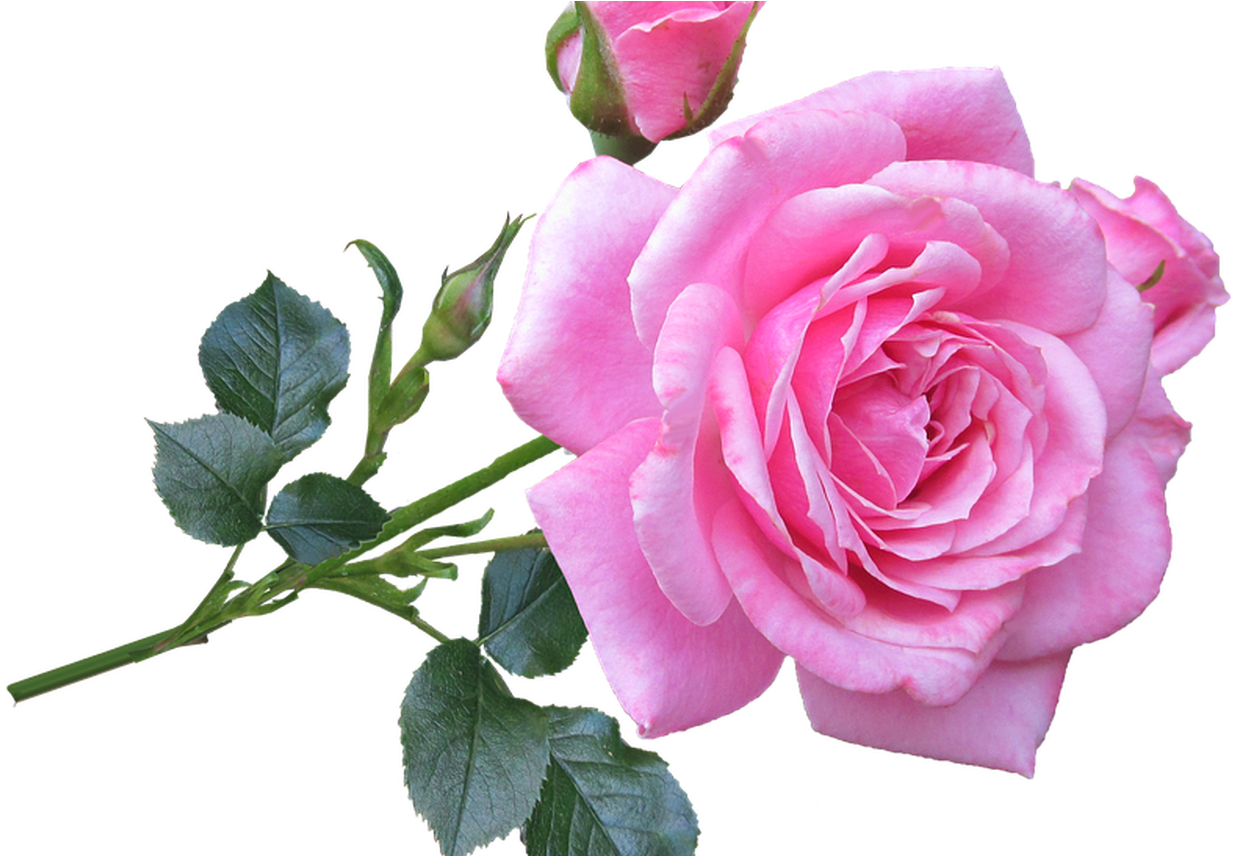 Pink Rose Stem Free Photo On Pixabay - Pink Rose Good Morning, Hd Png Download