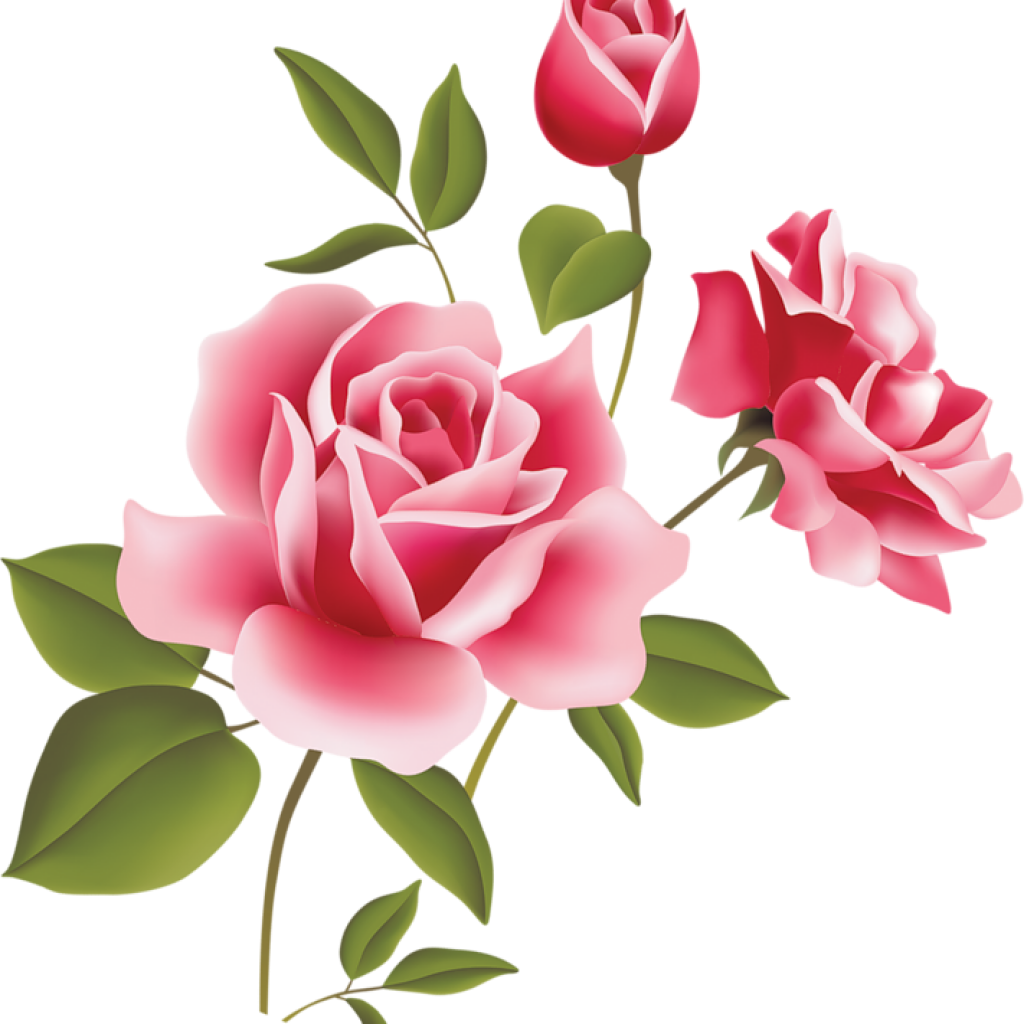 A Group Of Pink Roses With Green Leaves