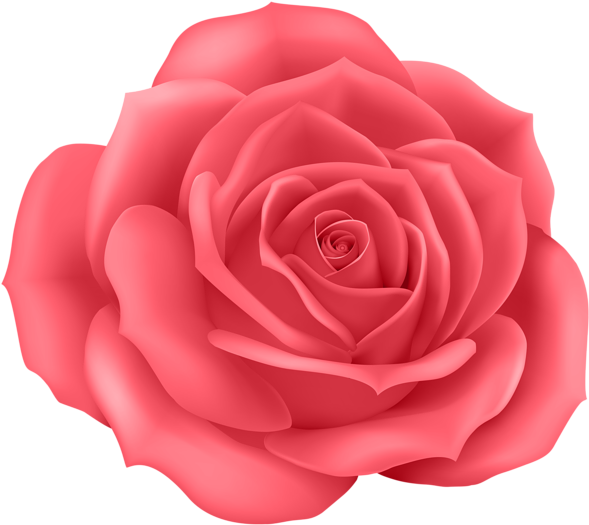 Deep Pink Roses