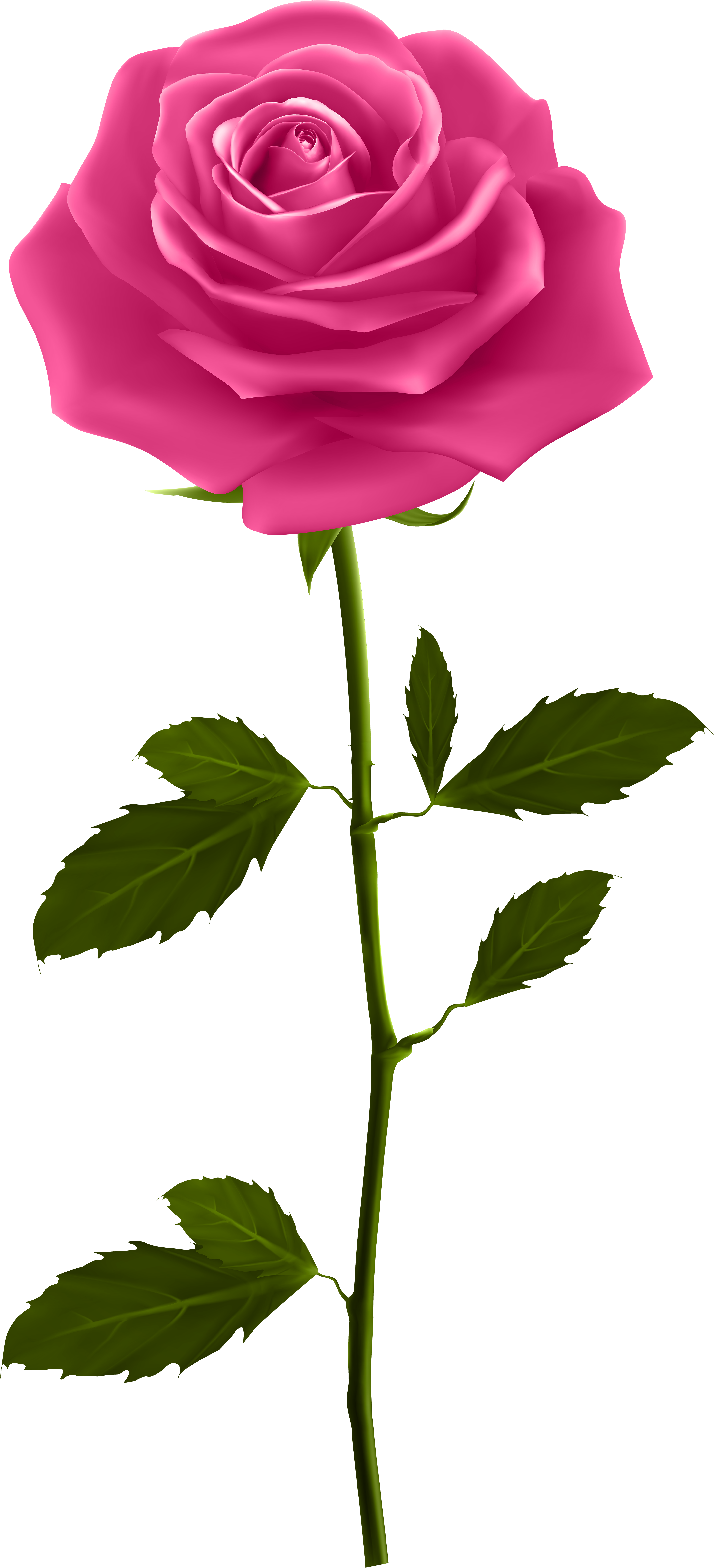 A Pink Rose With Green Leaves