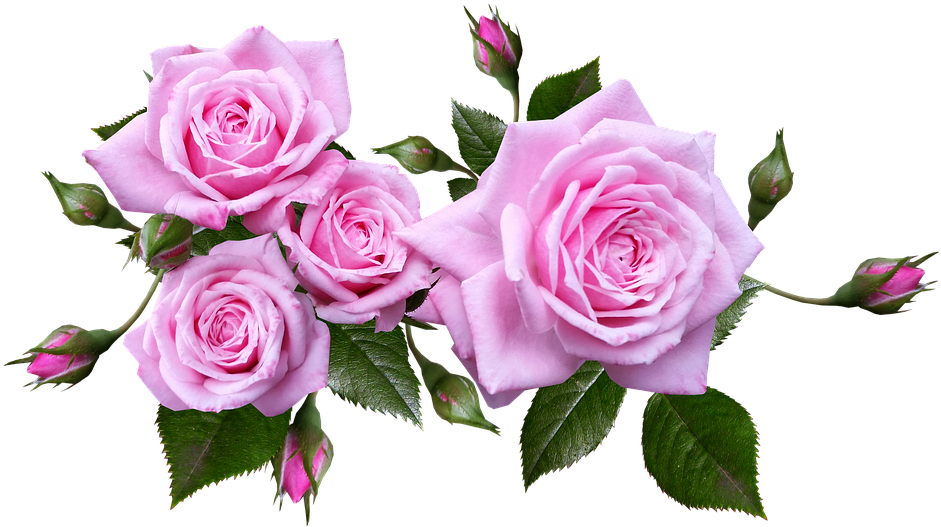 A Group Of Pink Roses With Green Leaves
