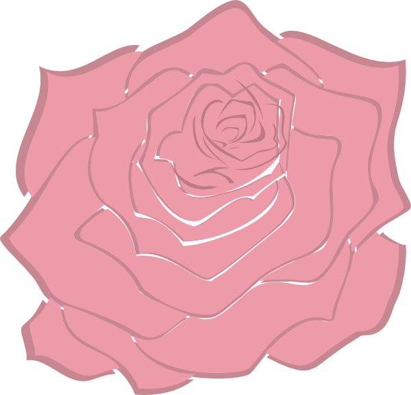 A Pink Rose With Black Background