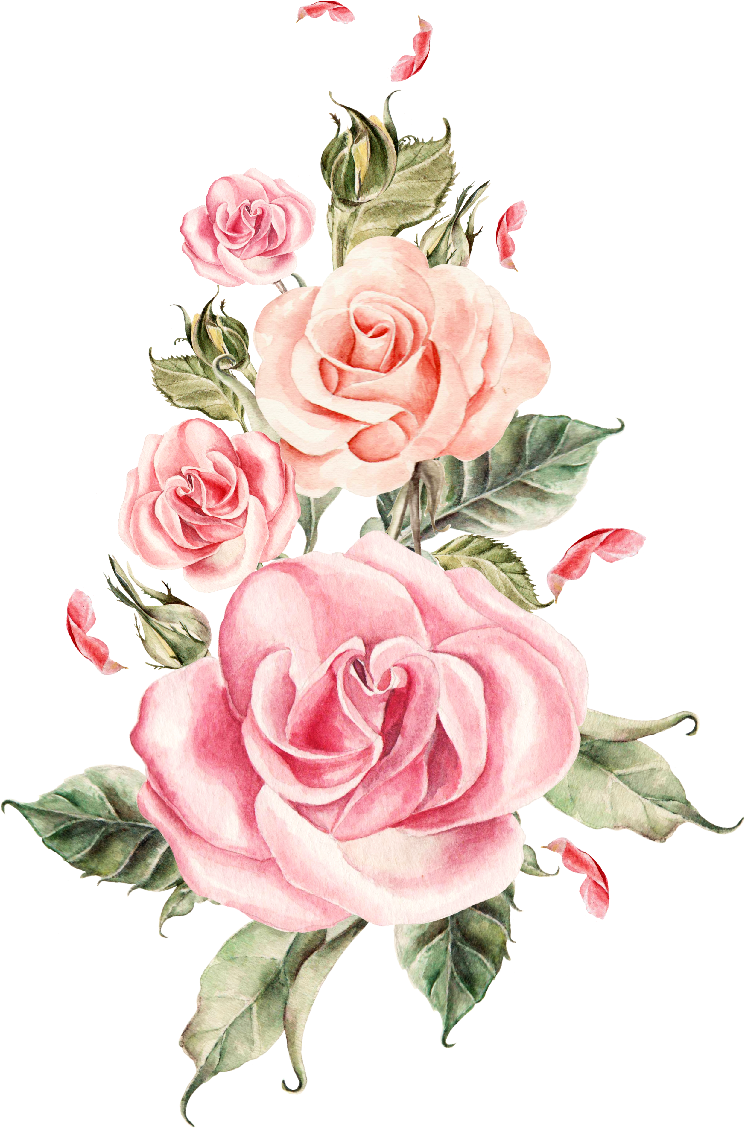 A Group Of Pink Roses And Leaves