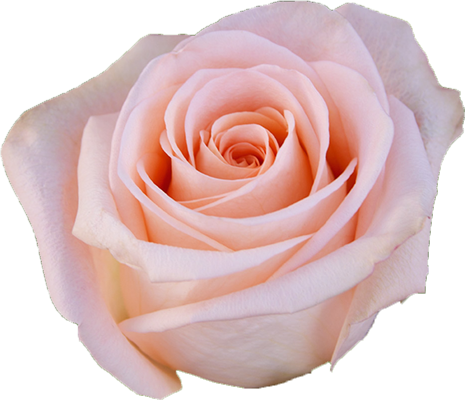 A Close Up Of A Pink Rose