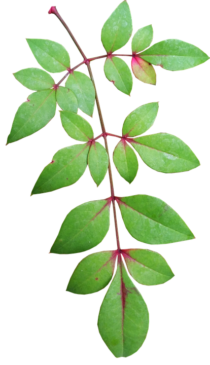 A Green Leaves On A Black Background