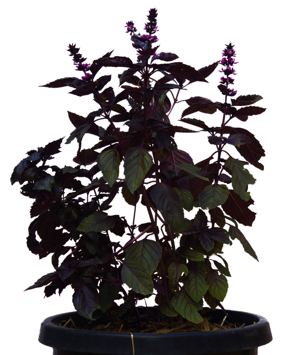Plant Png 582 X 720