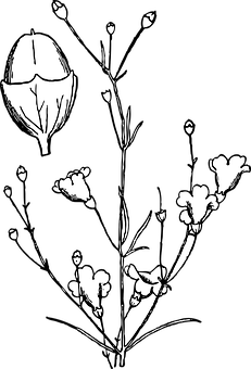 Plant Png 231 X 340