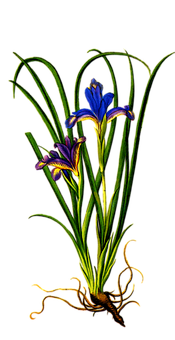 Plant Png 175 X 340