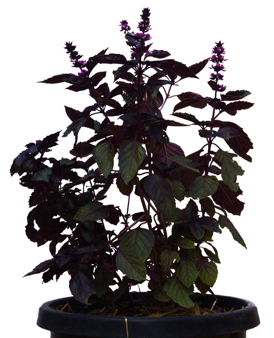 Plant Png 1036 X 1280