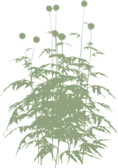 Plant Png 238 X 340