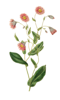 Plant Png 204 X 340