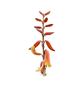 Plant Png 265 X 340