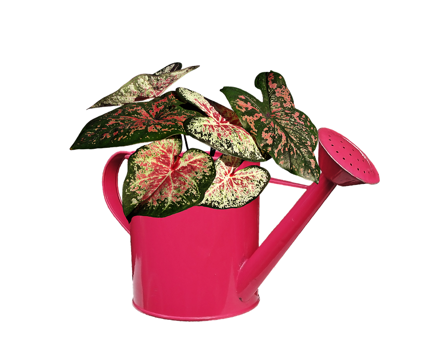 Plant Png 856 X 720