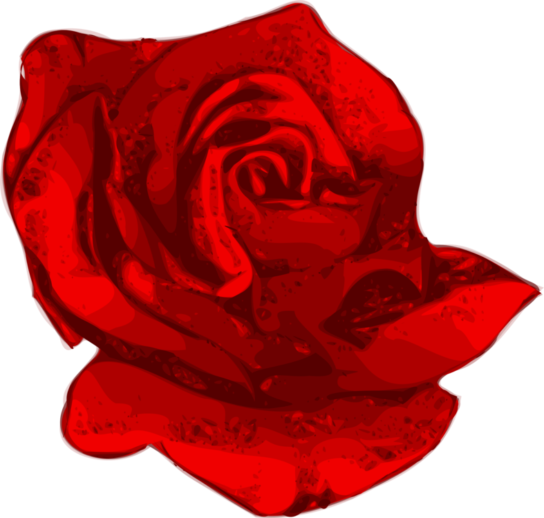 A Close Up Of A Red Rose