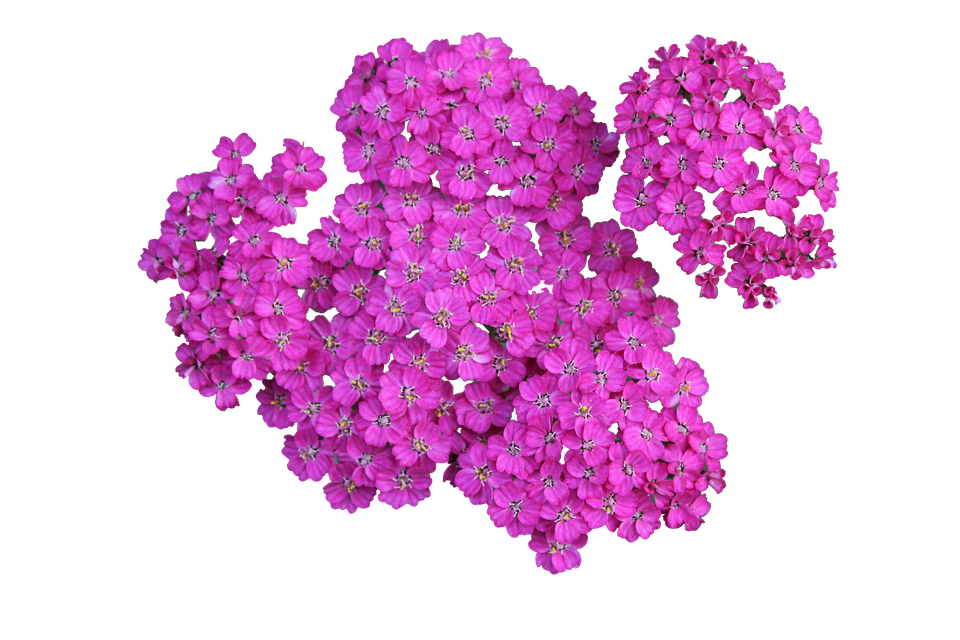 Plant Png 960 X 640