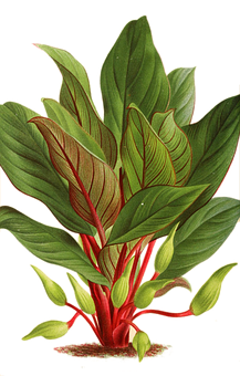 Plant Png 217 X 340