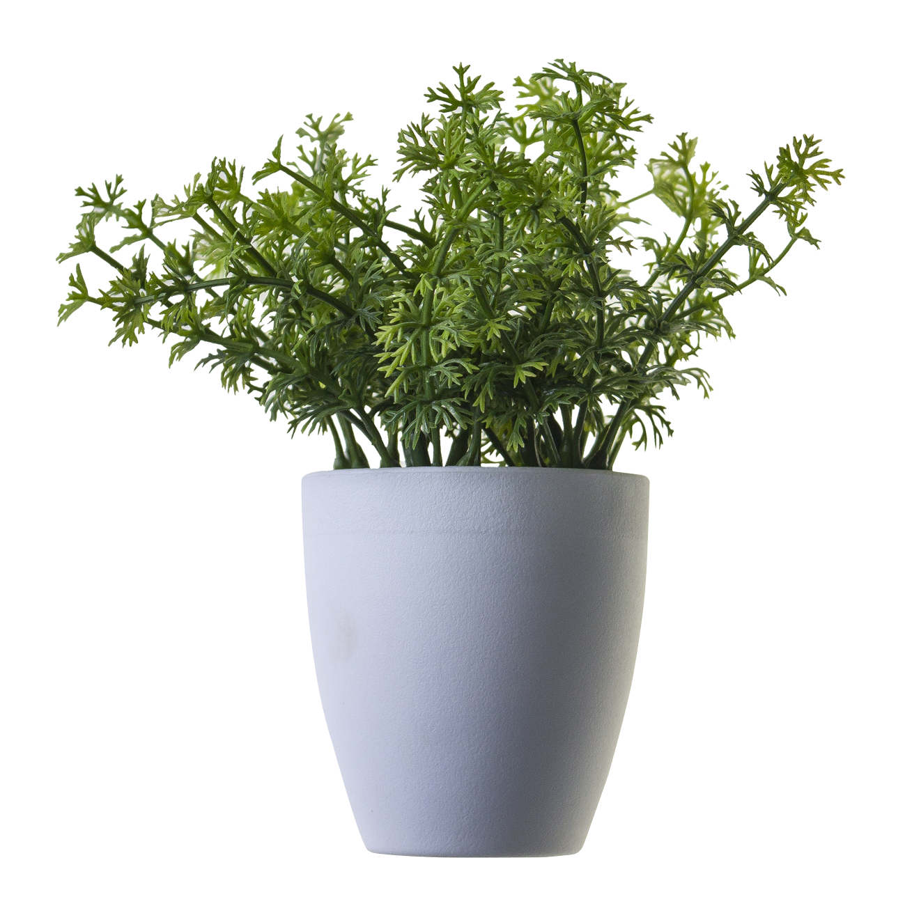 Plant Png 1299 X 1301
