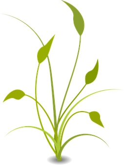 Green Plant Illustration