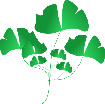Plant Png 343 X 340