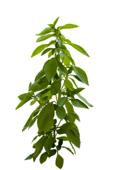 Plant Png 226 X 340