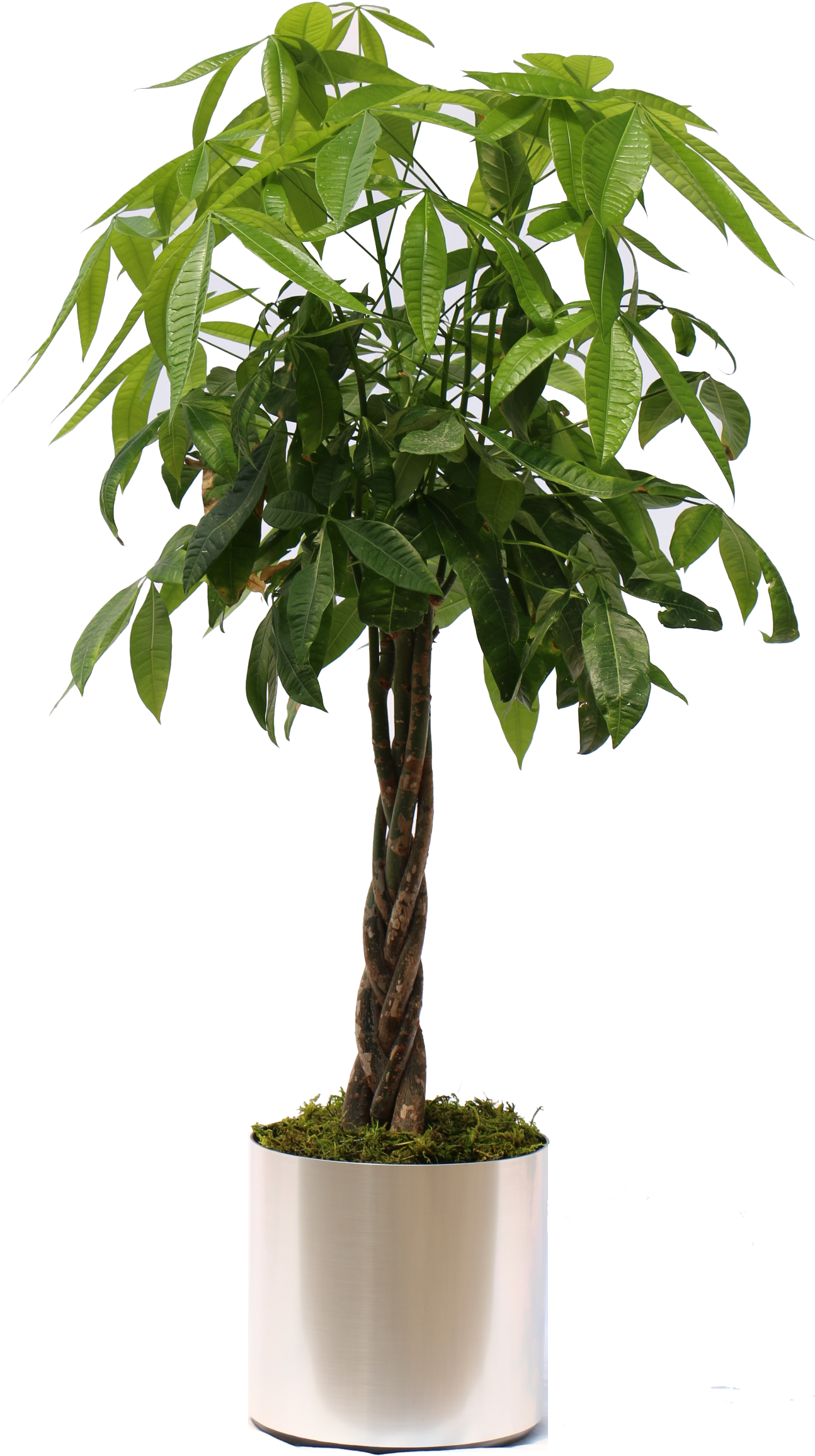Plant Pot Png 1294 X 2311