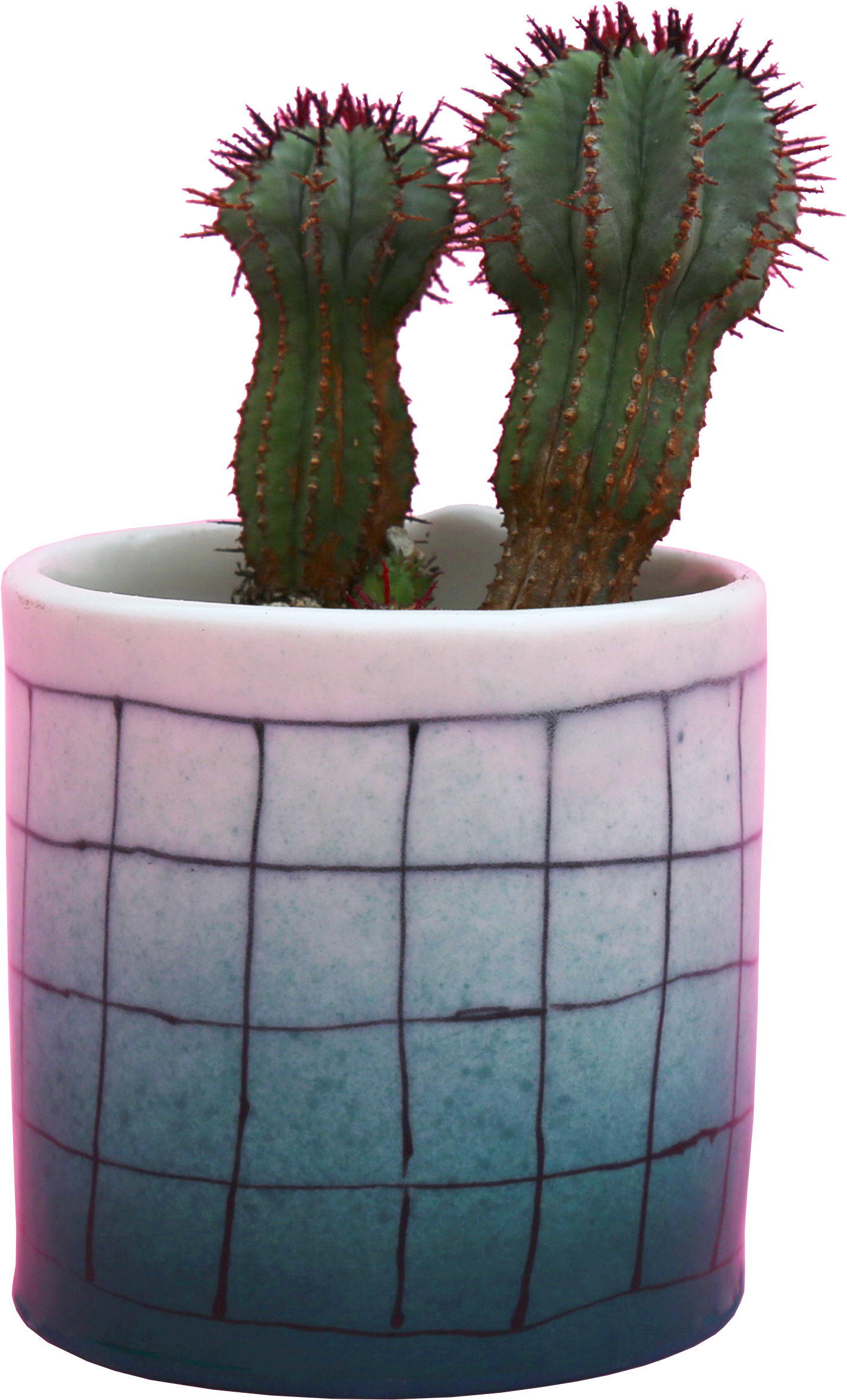 A Cactus In A Pot
