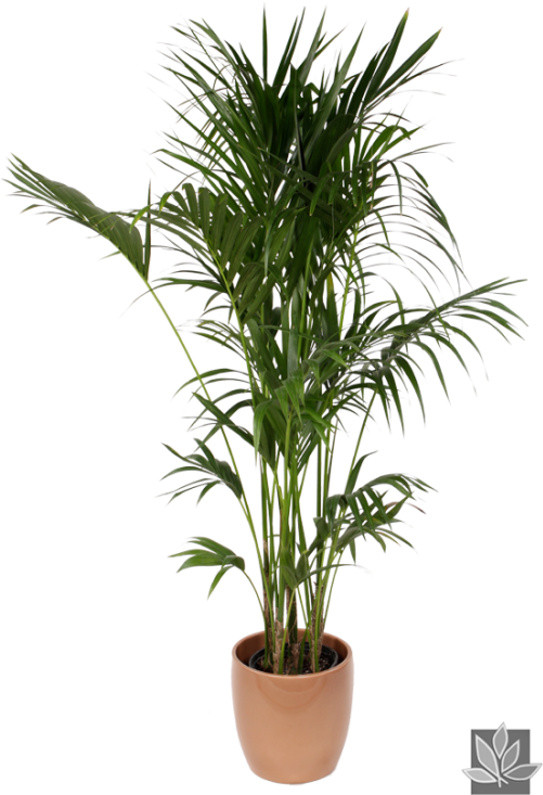 Plant Pot Png 501 X 733