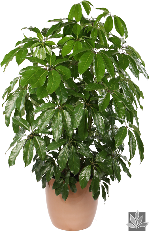 Plant Pot Png 526 X 816