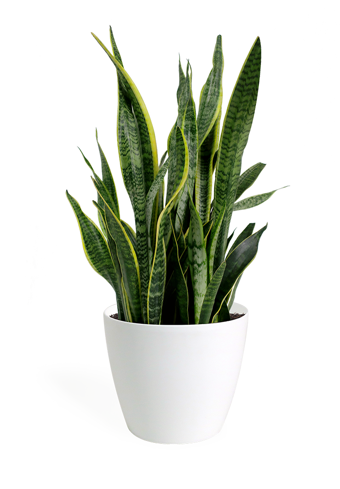 A Potted Plant With Green Leaves