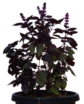Shadowed Potted Plant