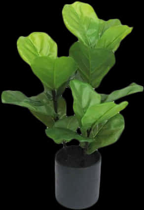 Plant With Large Leaves In Black Pot