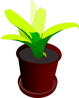 Plant Png 273 X 340
