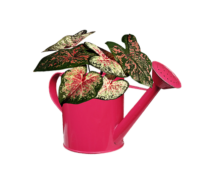 A Pink Watering Can With Green Leaves