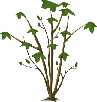 Plant Png 323 X 340