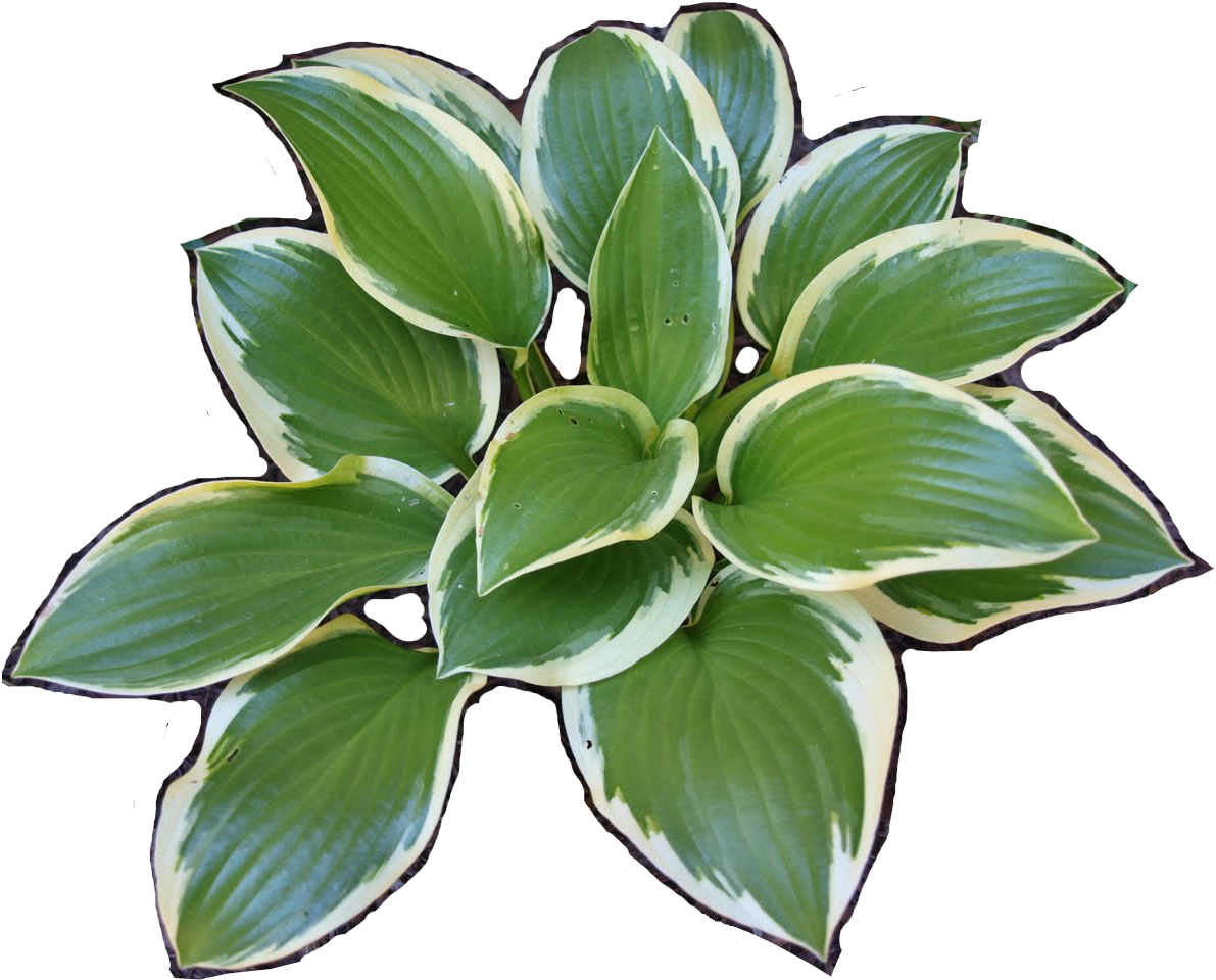 A Green And White Plant