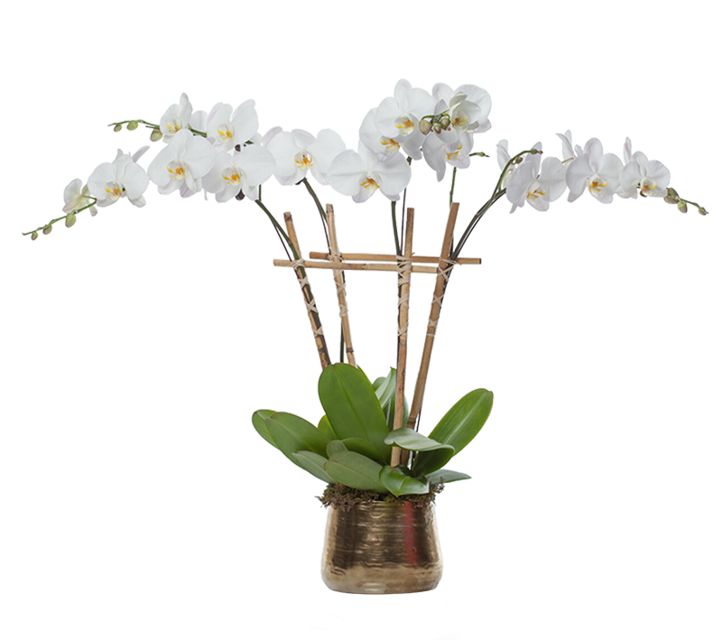 Elegant Metallic Planter With White Orchids