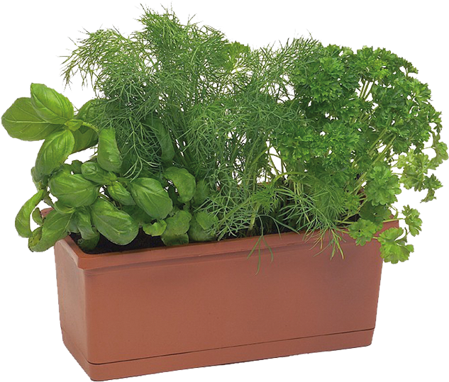Rectangular Clay Planter With Plants