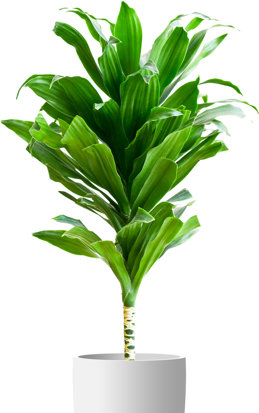 A Green Plant With Long Leaves