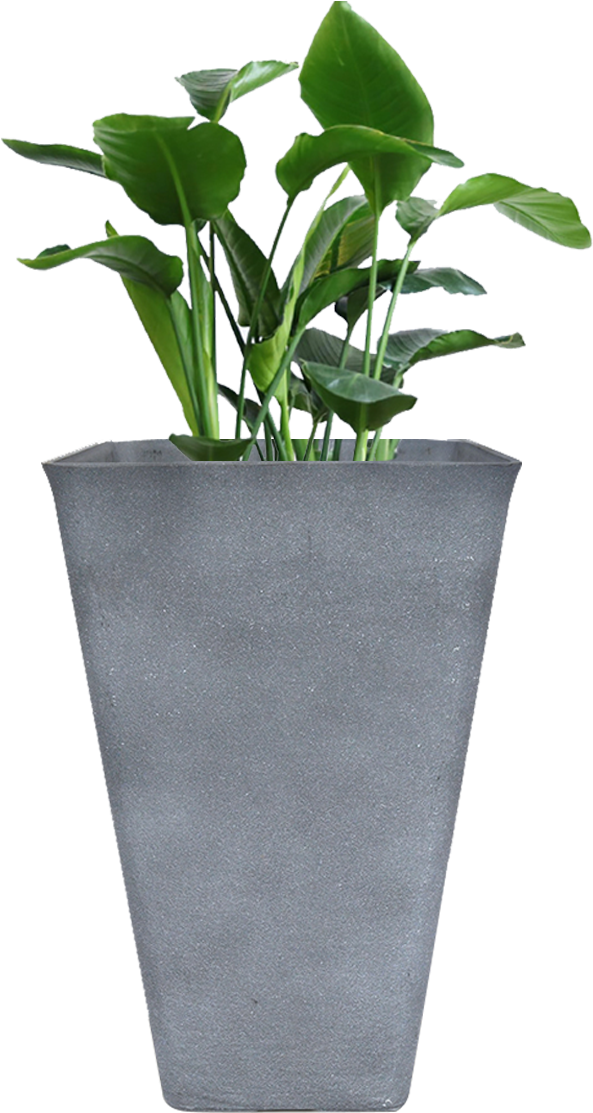 Tall Gray Planter With Plant