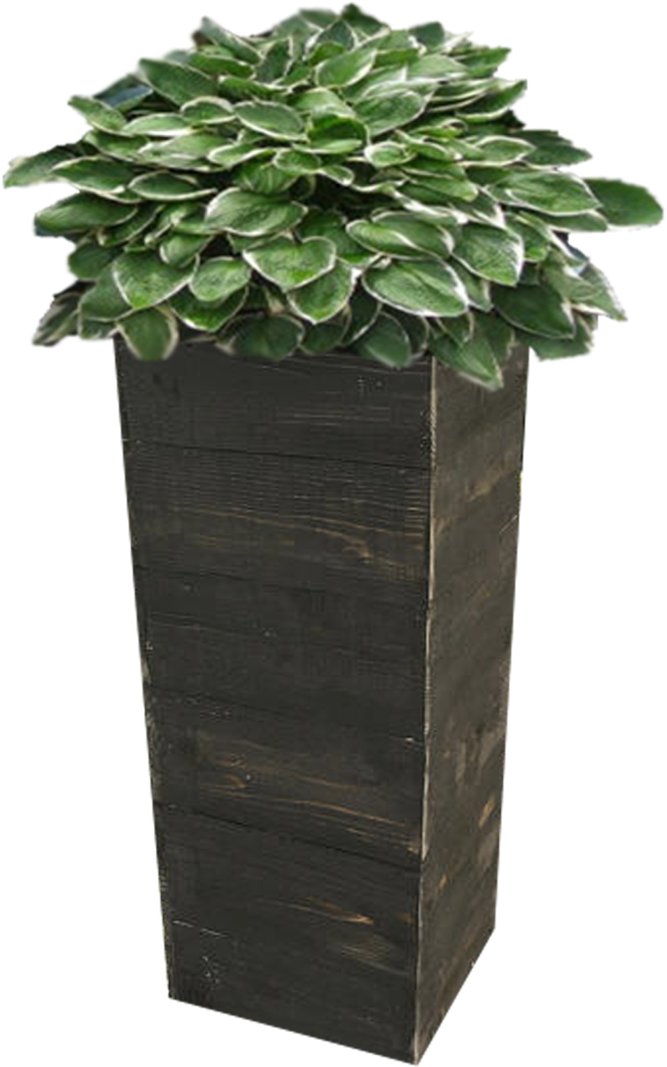 Tall Black Planter With Plant