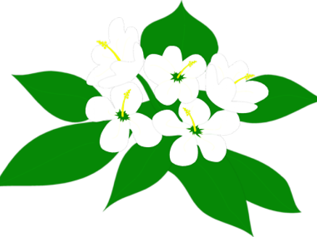 A White Flowers With Green Leaves