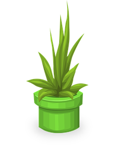 A Green Plant In A Pot