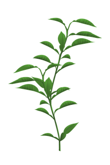 A Green Plant With Leaves