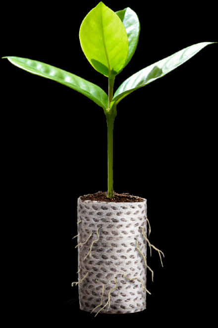 A Plant Growing In A Pot
