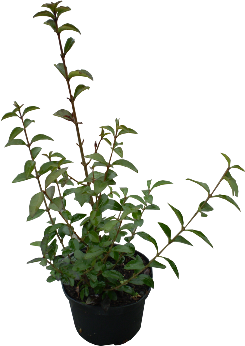 Plants Ovalifolium Garden Periwinkle Ligustrum Shrub - Ligustrum Ovalifolium Png, Transparent Png